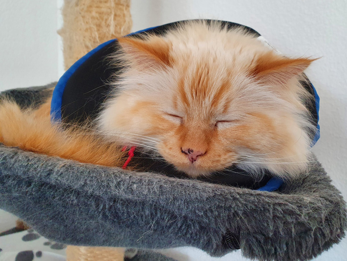 Katze mit Halskragen schläft