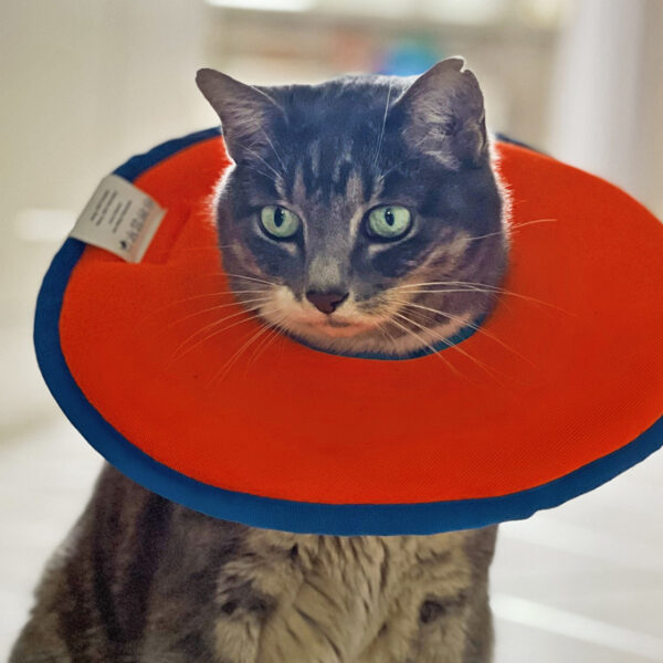 Katze mit orangem Halskragen