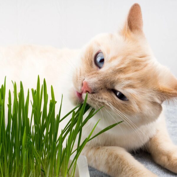 Katzengras