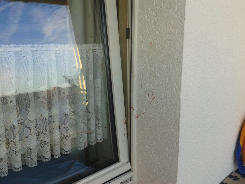 Kippfenstersyndrom bei Katzen