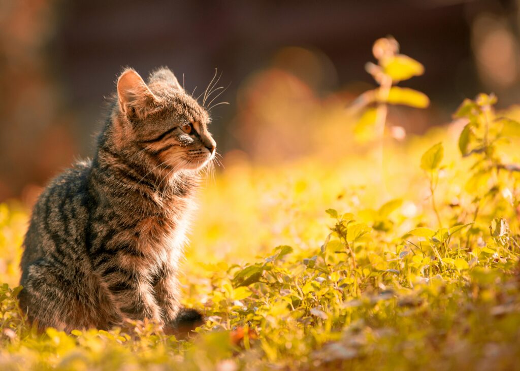 Notfall Katzengras - Katze in der Sonne