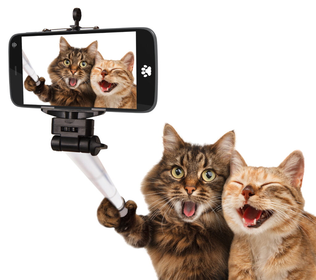 Telemedizin Telefon Katzen