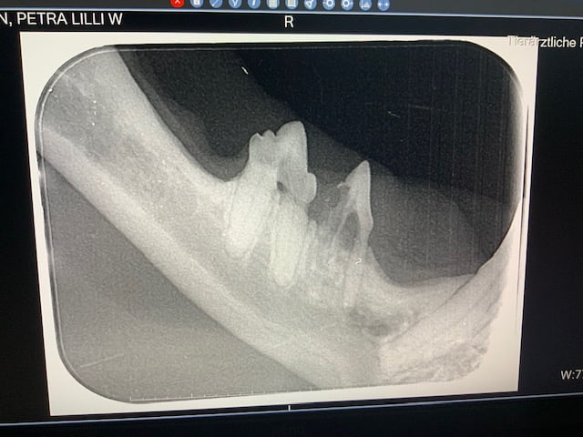 Zahnröntgenbild von Katze