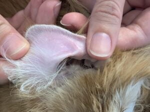 Blutzucker am Ohr messen