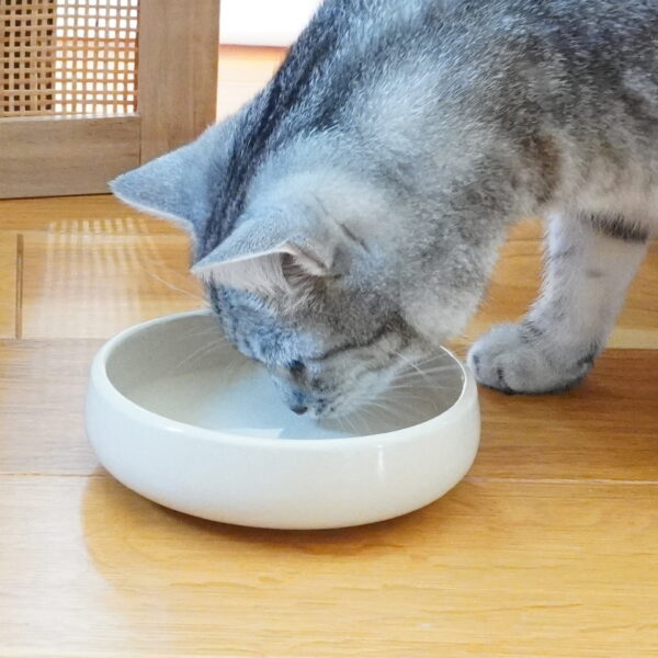 Schale für Katzen