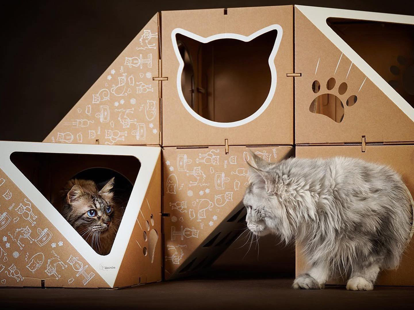 Katzen spielen mit dem Pontus Katzen-Haus